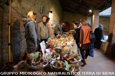 Mostra Micologica a Monticiano